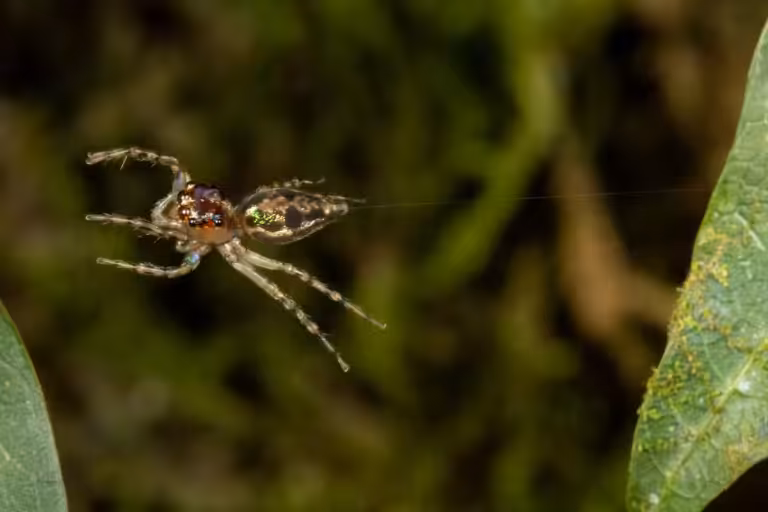 jumping spider