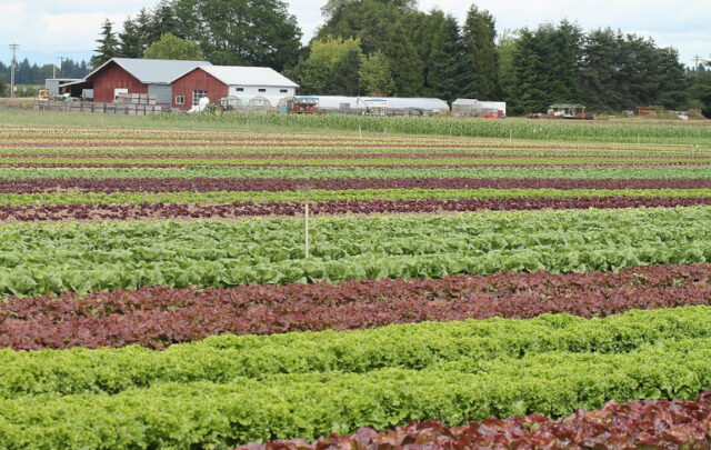 Mustard Seed Farm