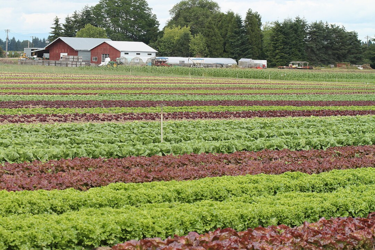 Mustard Seed Farm