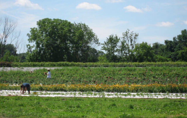 CSA farm