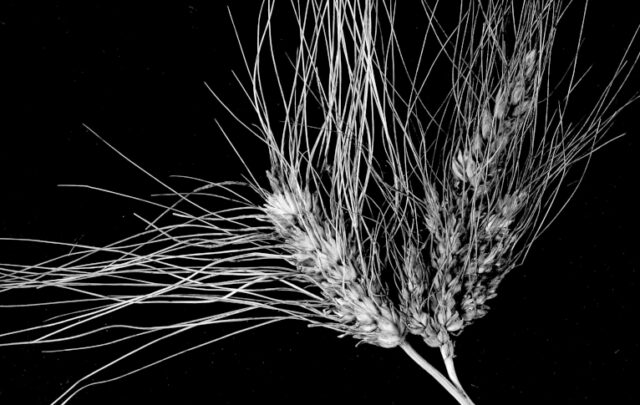 wheat