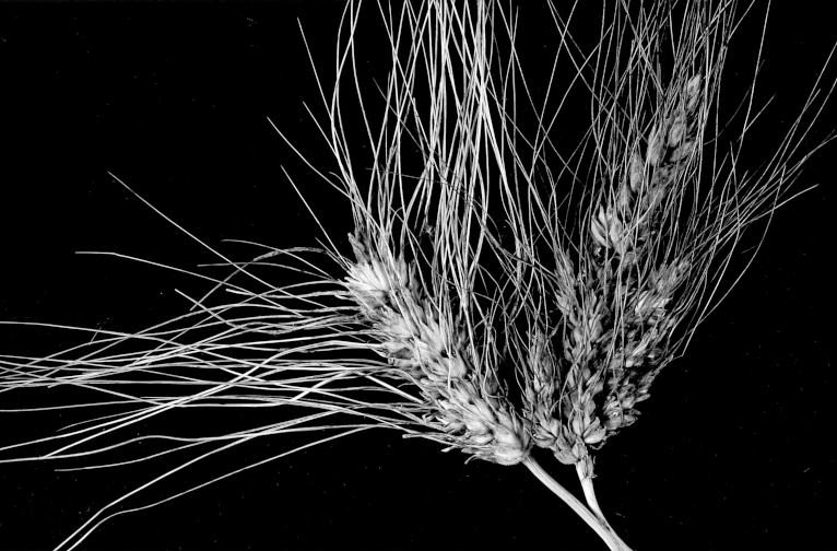 wheat