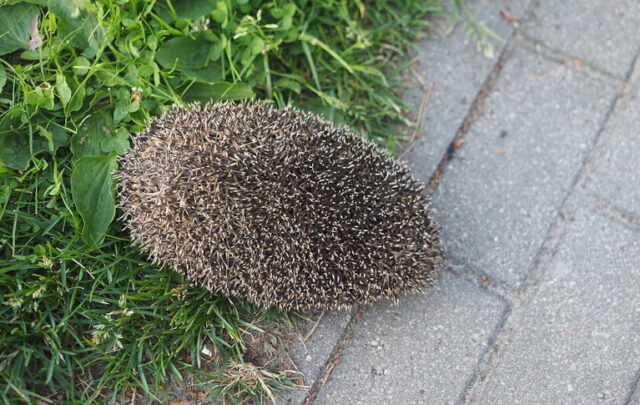 Threatened hedgehog