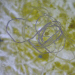 Microplastics in the ocean
