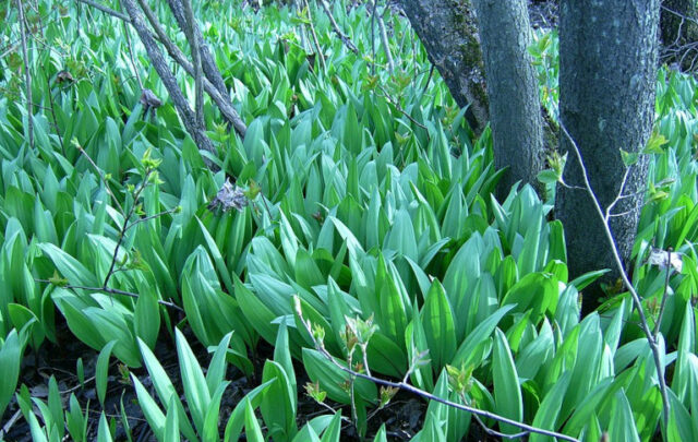Ramps