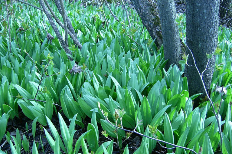 Ramps