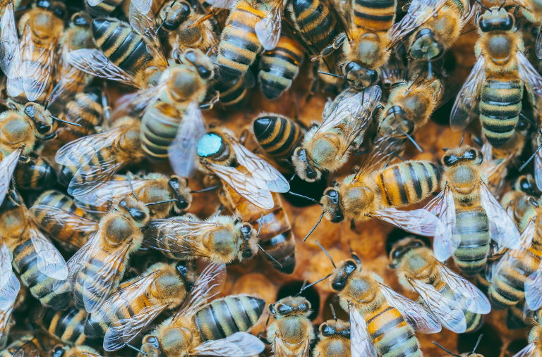 bee colony