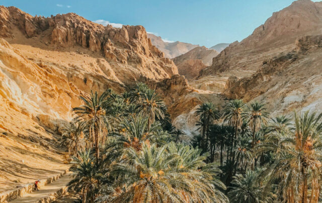 oasis