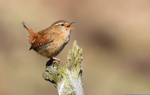 bird singing