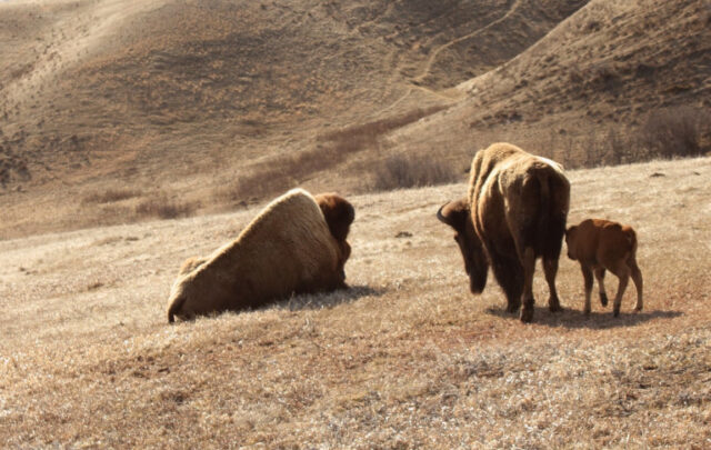 bison