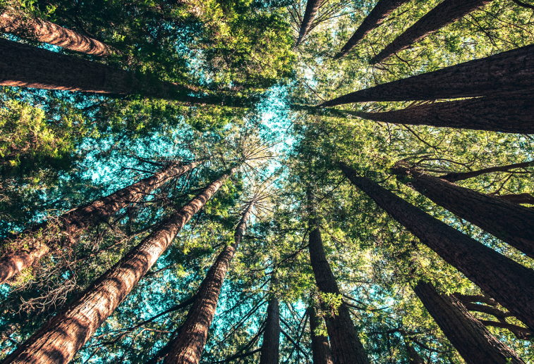 trees