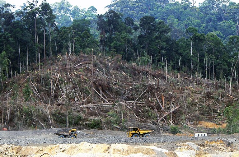 Deforestation in Borneo