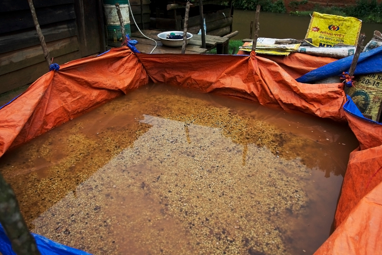 Coffee fermentation tank in Vietnam
