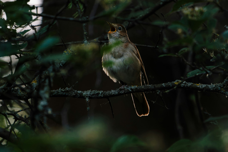nightingale