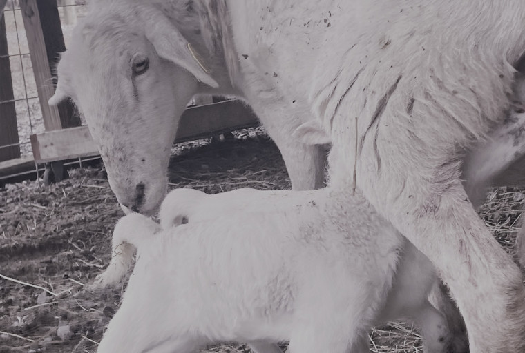 lambing