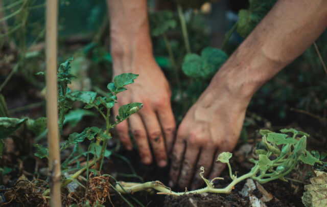 gardening