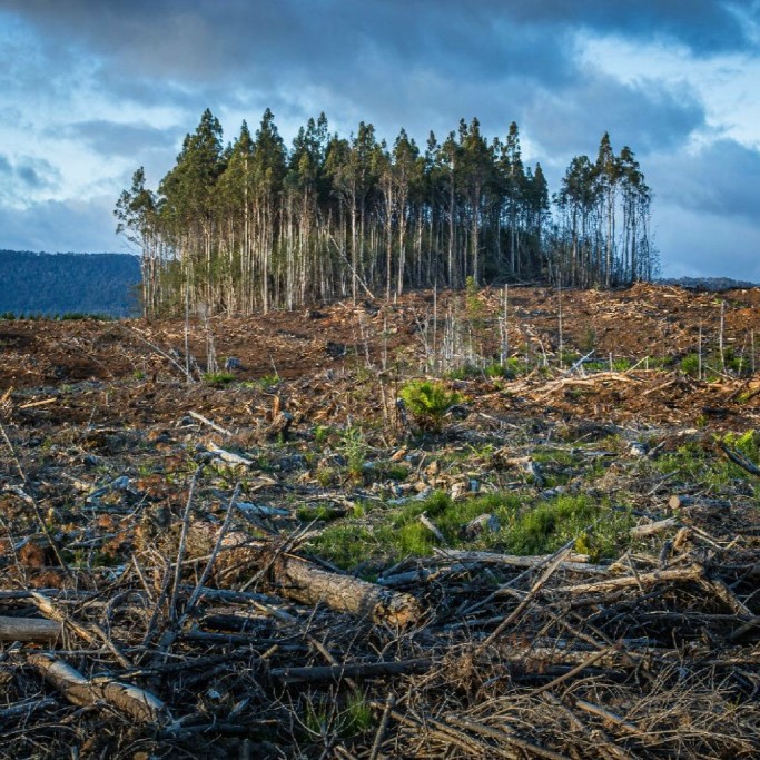 Clearcut