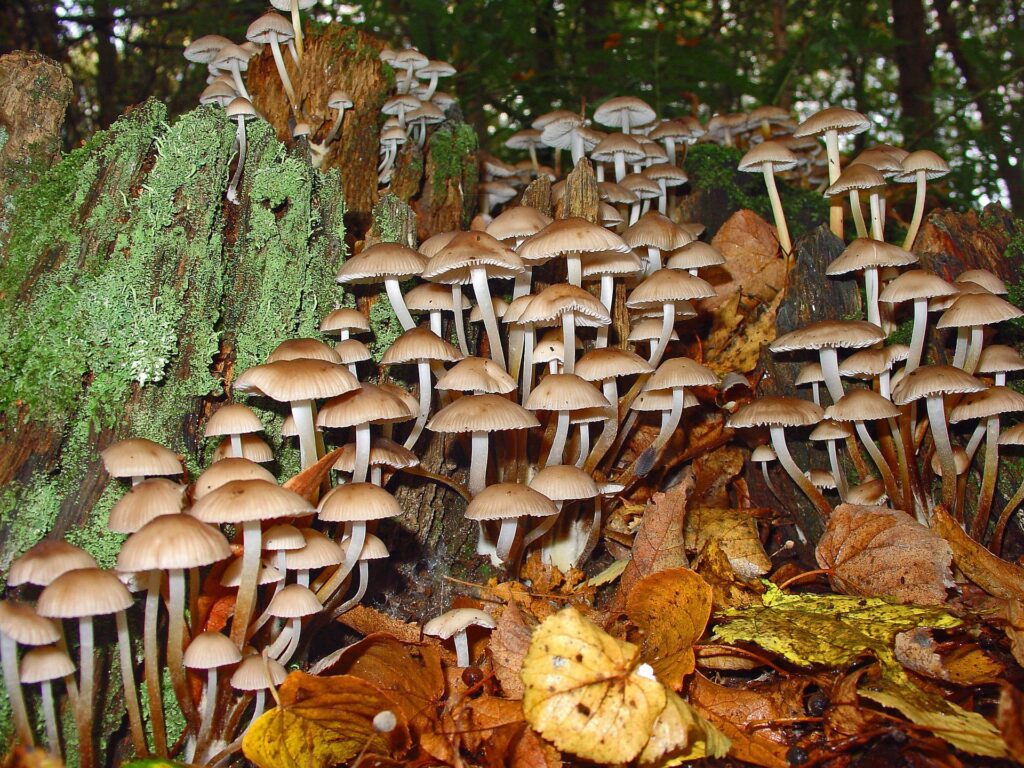mushrooms