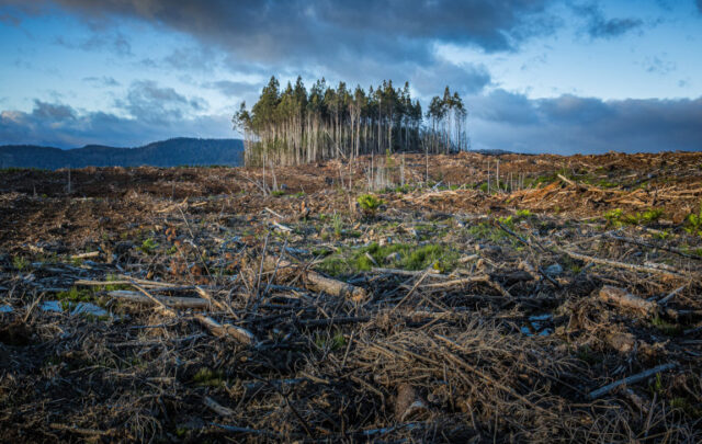 deforestation