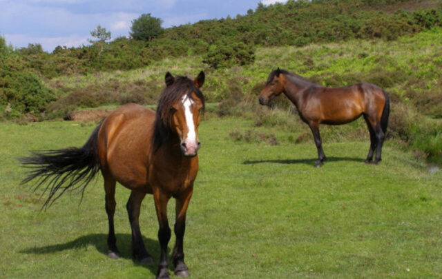 New Forest ponies