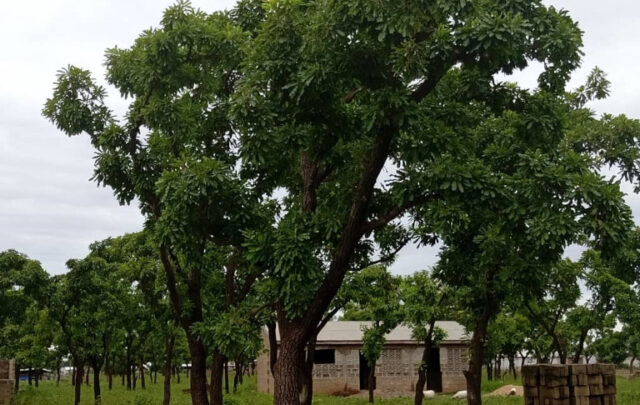 Shea butter trees used as windbreaks in Africa