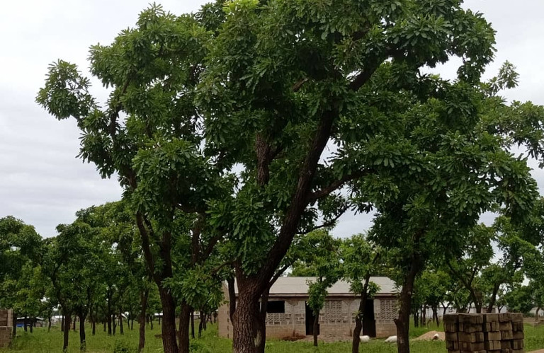 Shea butter trees used as windbreaks in Africa