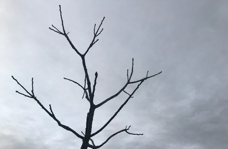 baretree