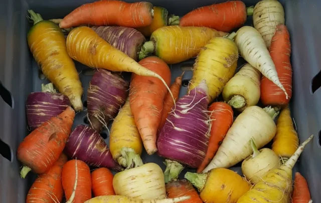 Author's carrots