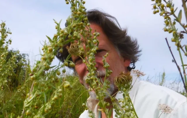 Mark with flowering wormwoods