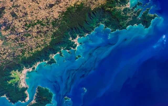 phytoplankton