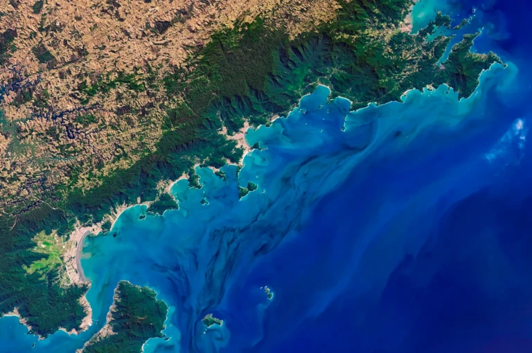 phytoplankton