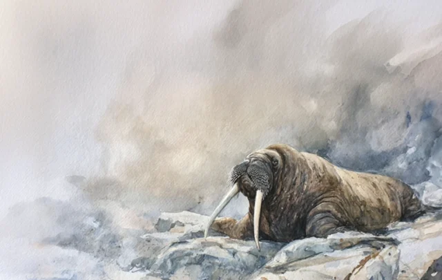 walrus